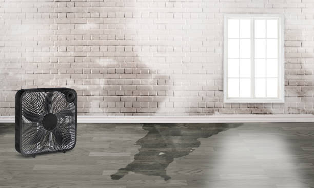 Best Mold removal after water damage  in Waggaman, LA